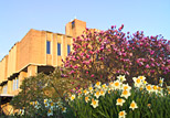 Sunrise view of the Main Library from the flowerbeds