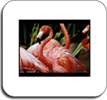 Design- Slide- Flamingo