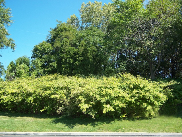 Partially Buried Woodshed